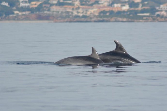 Delfines junto a la almadra. Uno de ellos es TT831, avistado en otras dos ocasiones anteriores por ANSE en Torrevieja y San Pedro del Pinatar
