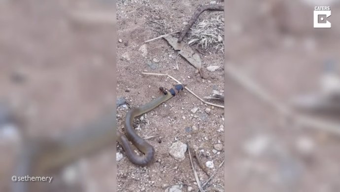 Filman la lucha de una hormiga y una cría serpiente que tuvo lugar en Australia del Sur