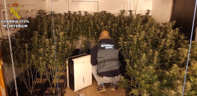 Un agente en una plantación