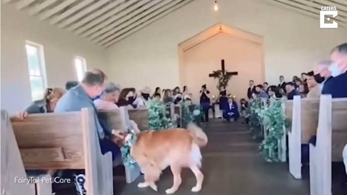 Este perro se pone a saludar a los invitados de la iglesia de camino al altar durante la boda de sus dueños