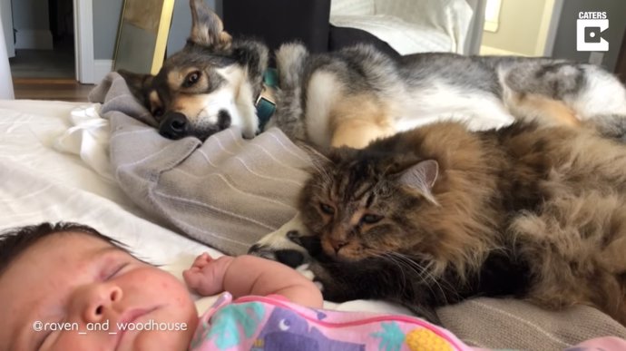 Esta niña crece con un perro y un gato forjando un vínculo muy especial con ellos