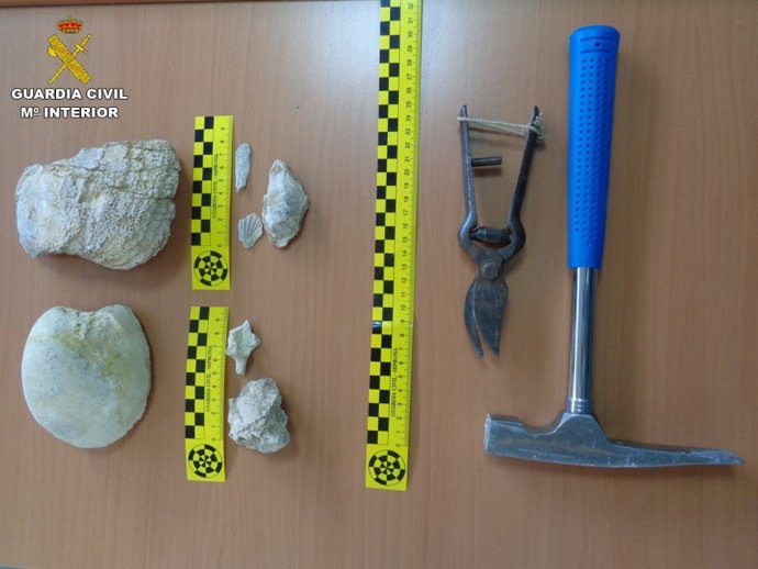 La Guardia Civil recupera 19 restos paleontológico en la Sierra Larga de Elche
