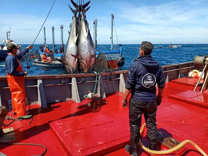 Pimera levantá de 2021 en la almadraba de atún rojo salvaje en Conil
