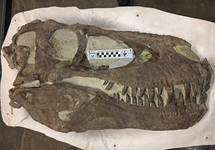 Espécimen de "Hollywood", la misma especie que Teratophoneus, descubierto aproximadamente a dos millas al norte de la "Cantera de Arcoíris y Unicornios" en el Monumento Nacional Grand Staircase-Escalante.