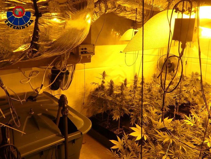 Plantación de marihuana 