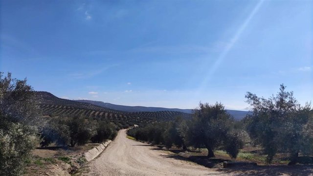 Paisaje de olivar en Jaén