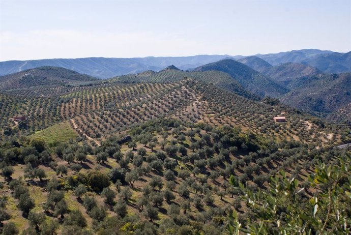 Paisaje de olivar en Andalucía.