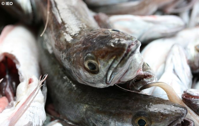 El IEO diseña un modelo de predicción para la eficiencia económica en la pesca