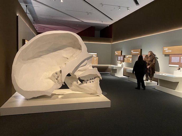 Reproducción a gran escala de un cráneo humano.