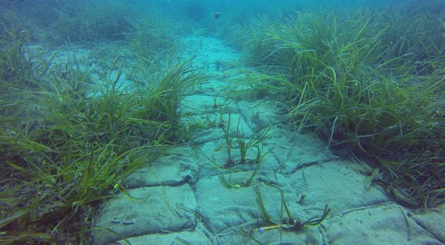 Grupo Red Eléctrica destinó más de 32 millones a proyectos de biodiversidad, despoblación y atención al COVID en 2020, como la restauración de praderas de posidonia en Baleares.