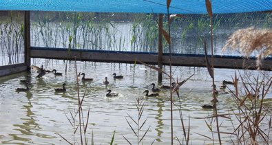 Medio Ambiente