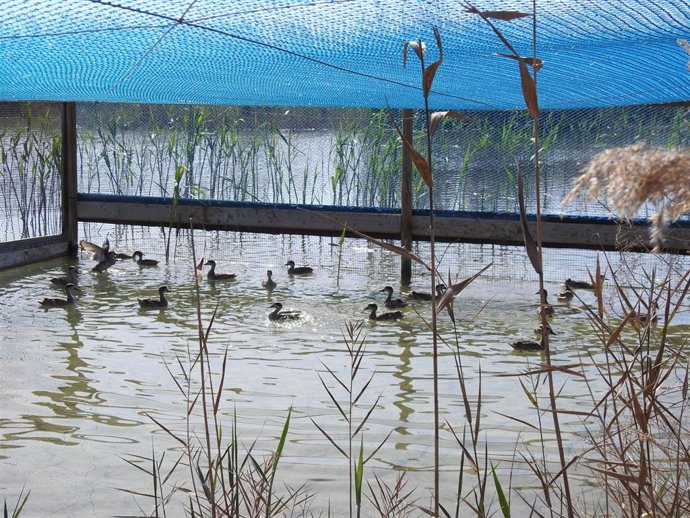 La Fundación Biodiversidad libera 740 ejemplares de cerceta pardilla en humedales de Andalucía, Castilla-La Mancha y Comunidad Valenciana.