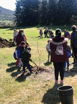 El Consorcio MásMedio de la Diputación de Cáceres fomenta la recuperación y la repoblación del olmo común en la provincia de Cáceres