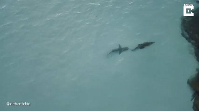 Un dron captura el momento en que un tiburón persigue a un cocodrilo de agua salada