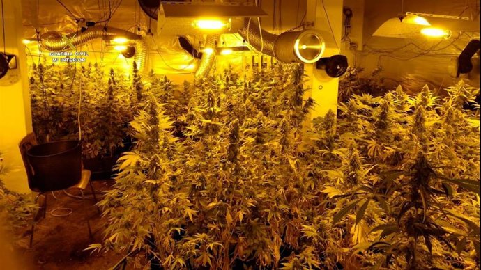 Plantación 'indoor' de cannabis desmantelada en A Coruña por la Guardia Civil.