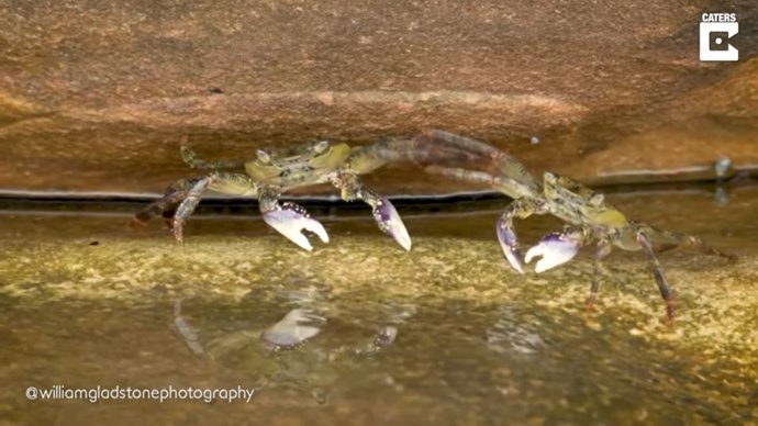 Dos cangrejos levantando sus patas como si estuvieran practicando esgrima a orillas de la costa de Sídney