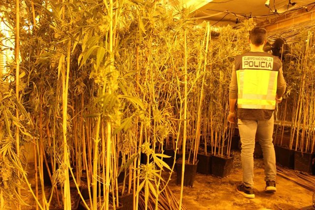 Un policía junto alguna de las plantas
