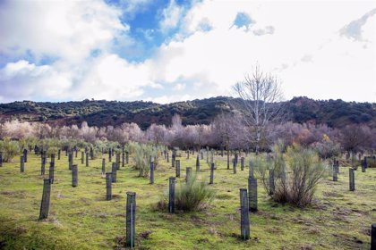 Microsoft y Fundación Repsol colaboran en un proyecto para plantar 6.250  árboles en Torremocha del Jarama (Madrid)