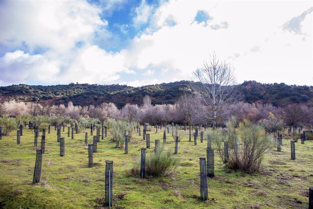 Archivo - Reforestación en Torremocha del Jararma