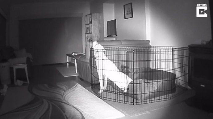Las cámaras de videovigilancia pillan a un perro escapando de su jaula por la noche