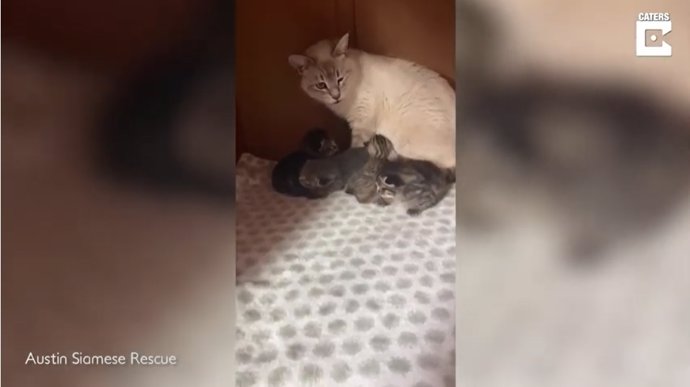 Esta gata rescatada adopta a dos gatitos abandonados en su camada