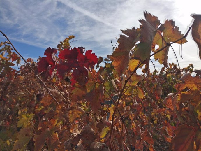 Archivo - Una viña en La Rioja con los colores del otoño