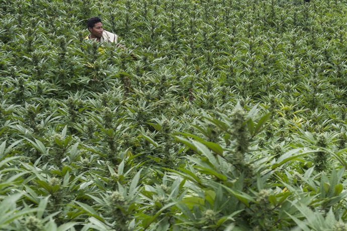 Un campo de marihuana en Toribio, Valle del Cauca, Colombia.