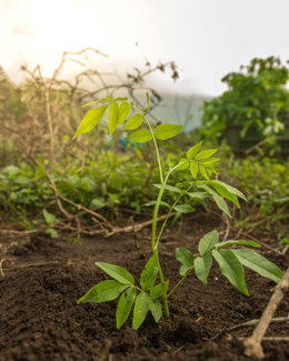 Flor de Caña plants 50,000 trees every year since 2005.