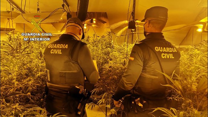 La Guardia Civil desmantela en Cuenca una plantación "indoor" de cannabis sativa.