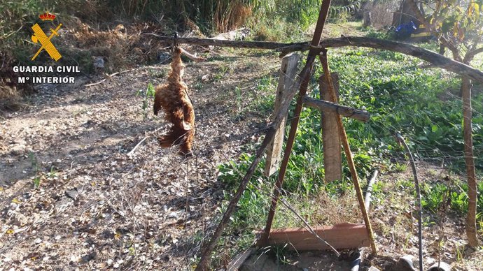 Un señuelo para atrapar depredadores.