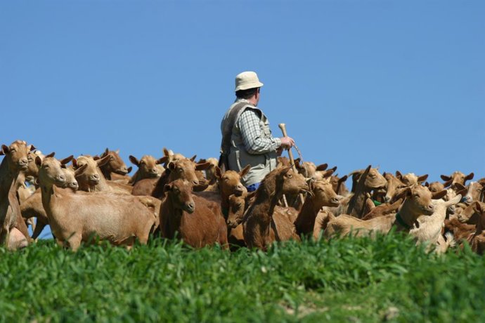 Archivo - Cabras quesos málaga cabrero ganadero pastan pasto comida denominación origen