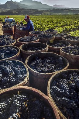 Uvas de Rioja