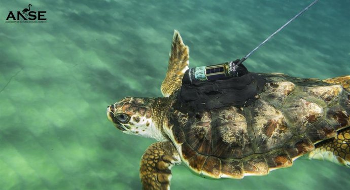 Archivo - Caretto, equipado con emisor satelital, momentos posteriores a su liberación en cala Arturo
