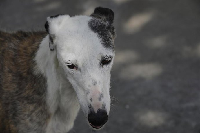 Archivo - Un galgo.