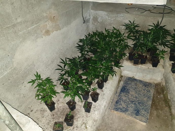 Algunas de las plantas de marihuana localizadas por los Mossos d'Esquadra, la Guardia Civil y la Policía Nacional durante el operativo 'Delos'.