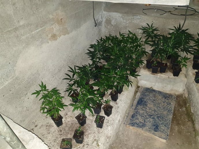 Algunes de les plantes de marihuana localitzades pels Mossos d'Esquadra, la Gurdia Civil i la Policia Nacional durant l'operatiu 'Delos'.