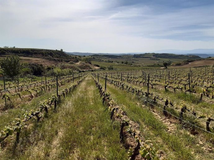 Proyecto Montclima en Rioja Alavesa