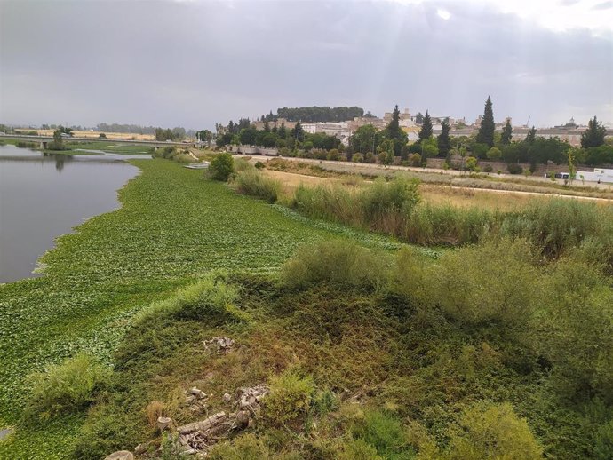 Archivo - Nenufar mexicano en el Guadiana