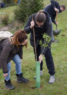 Voluntarias plantas uno de entre más de 400 árboles.