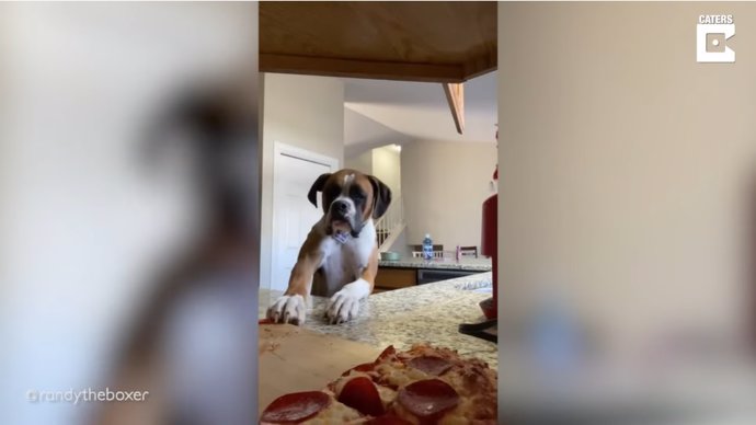 Este perro se hace viral en Internet por tratar de robar una pizza sin saber que lo están grabando