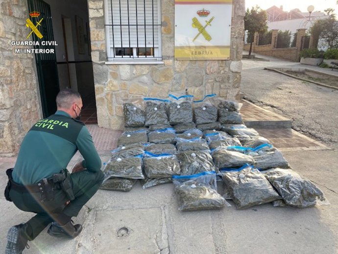 Marihuana intervenida