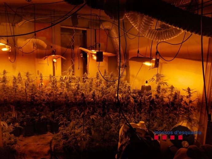 La plantació de marihuana al menjador del domicili.