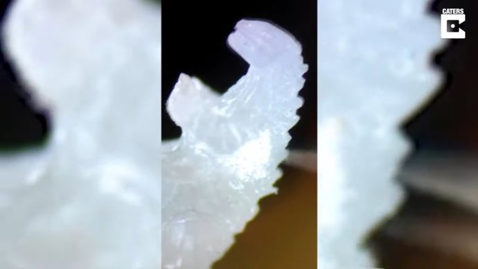 Este joyero ruso esculpe a Godzilla en un grano de arroz