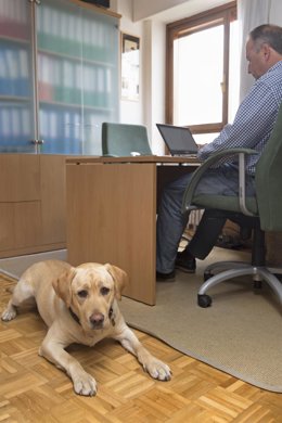 Archivo - Perro guía de la ONCE