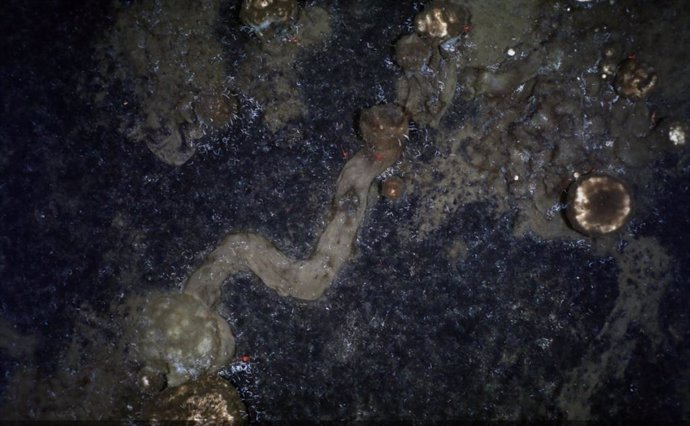 Senderos que dejan las esponjas mientras se arrastran por el fondo marino.