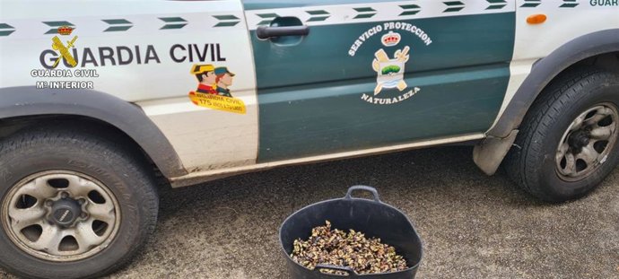 La Guardia Civil interviene 21 kilos de percebes sin documentación que garantizase su trazabilidad en un vehículo en Corcubión (A Coruña).