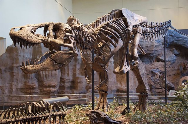Reconstrucción del esqueleto del espécimen holotipo (CM 9380) de Tyrannosaurus rex del Museo de Historia Natural Carnegie