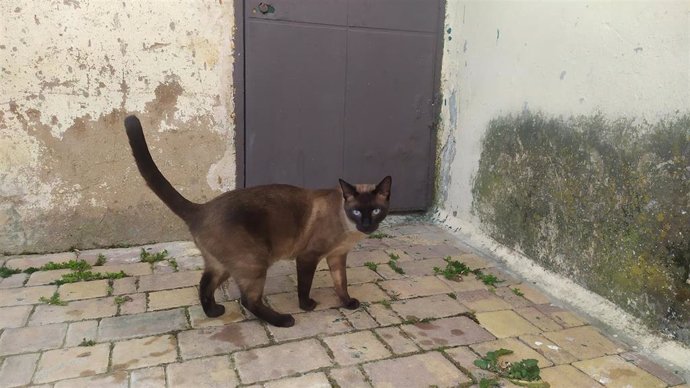 Gato en una calle