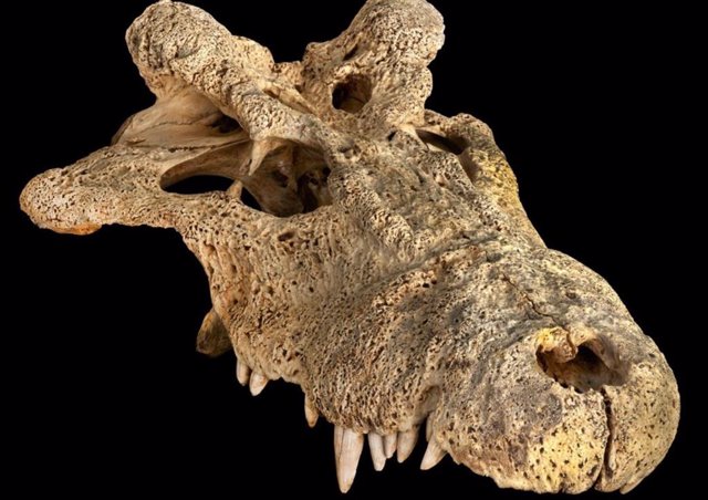Un cráneo del extinto cocodrilo cornudo de Madagascar (Voay robustus), que forma parte de la colección de paleontología del Museo Americano de Historia Natural.