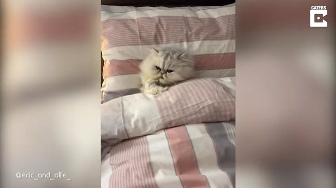 Este gato duerme en la cama de su dueño como un humano